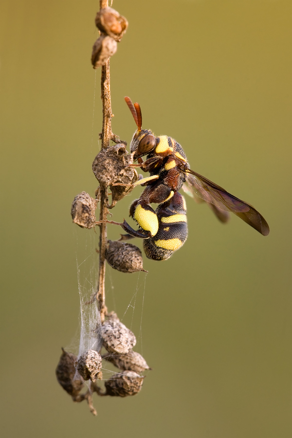 Halictus o Lasioglossum, Eumenes,  Leucospis cfr brevicauda